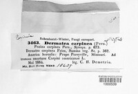 Pezicula carpinea image